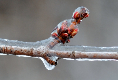 Iced Maple Bud