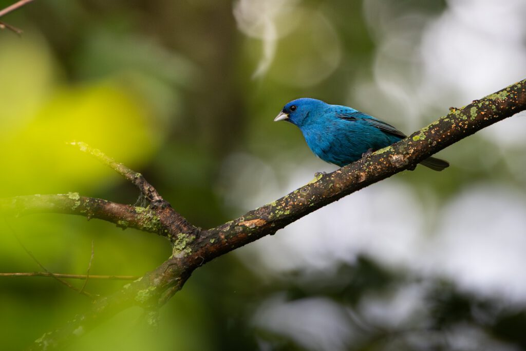 Indigo Bunting