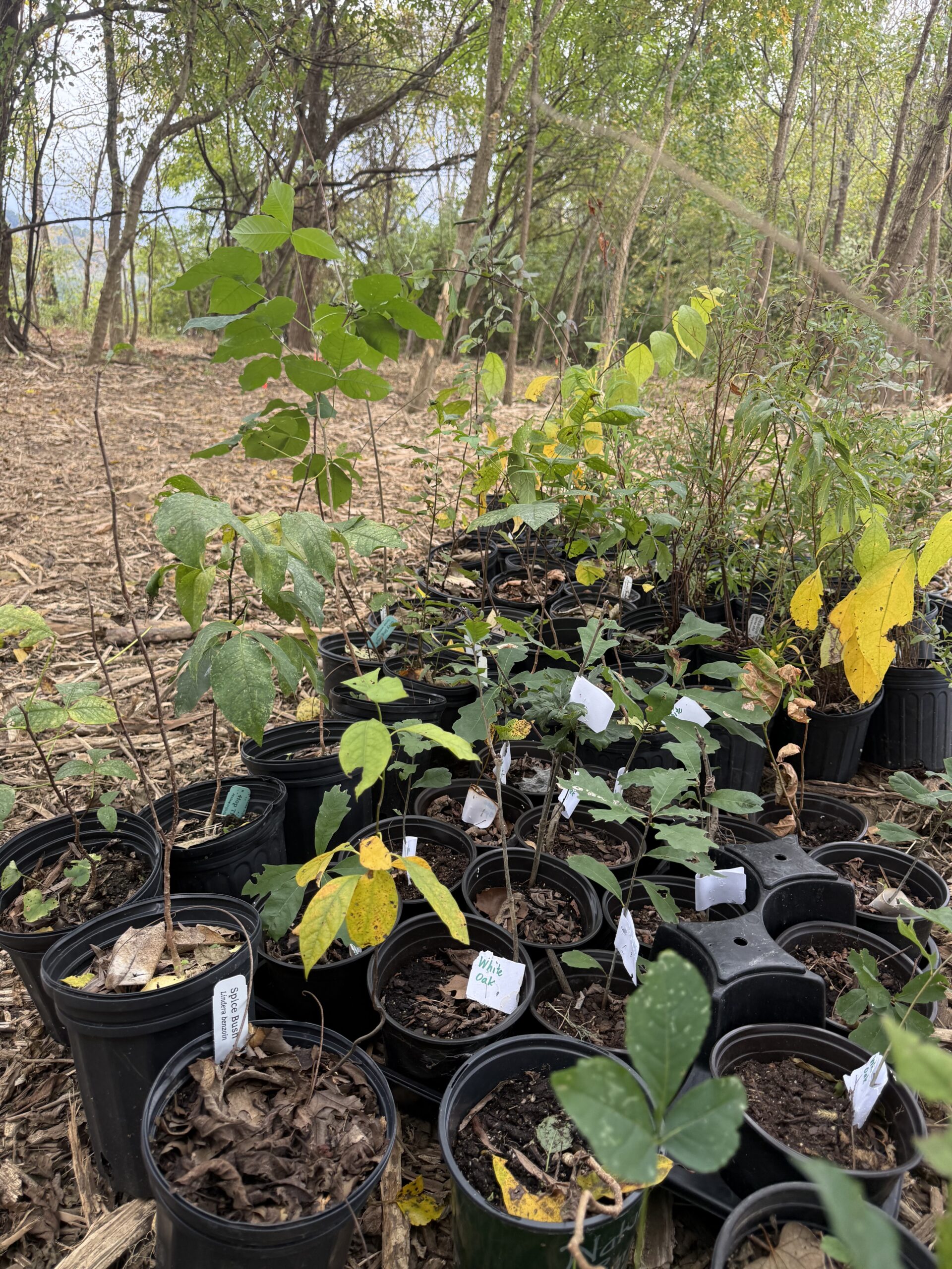 October Native Planting