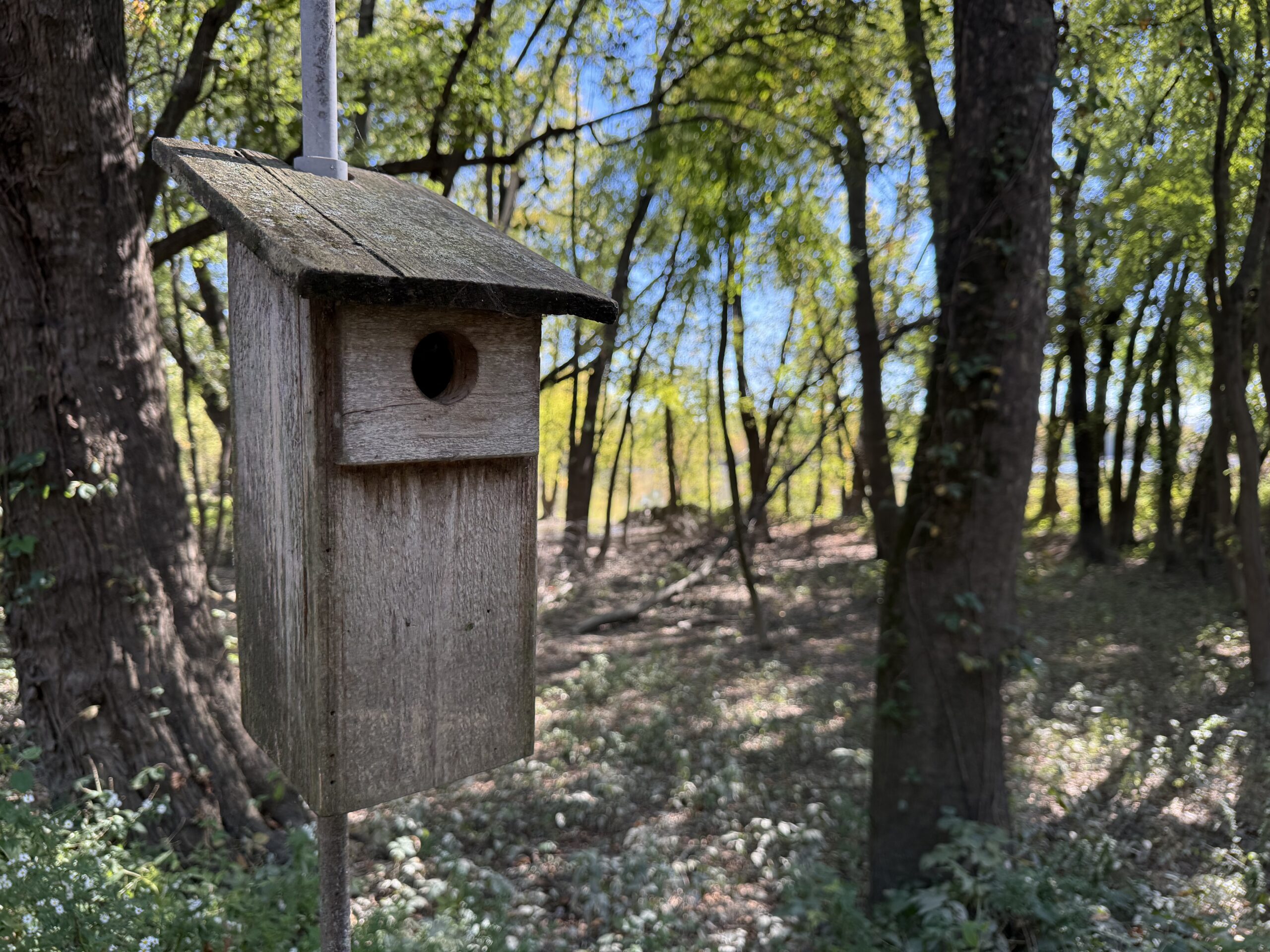 Bluebird Box Workshop