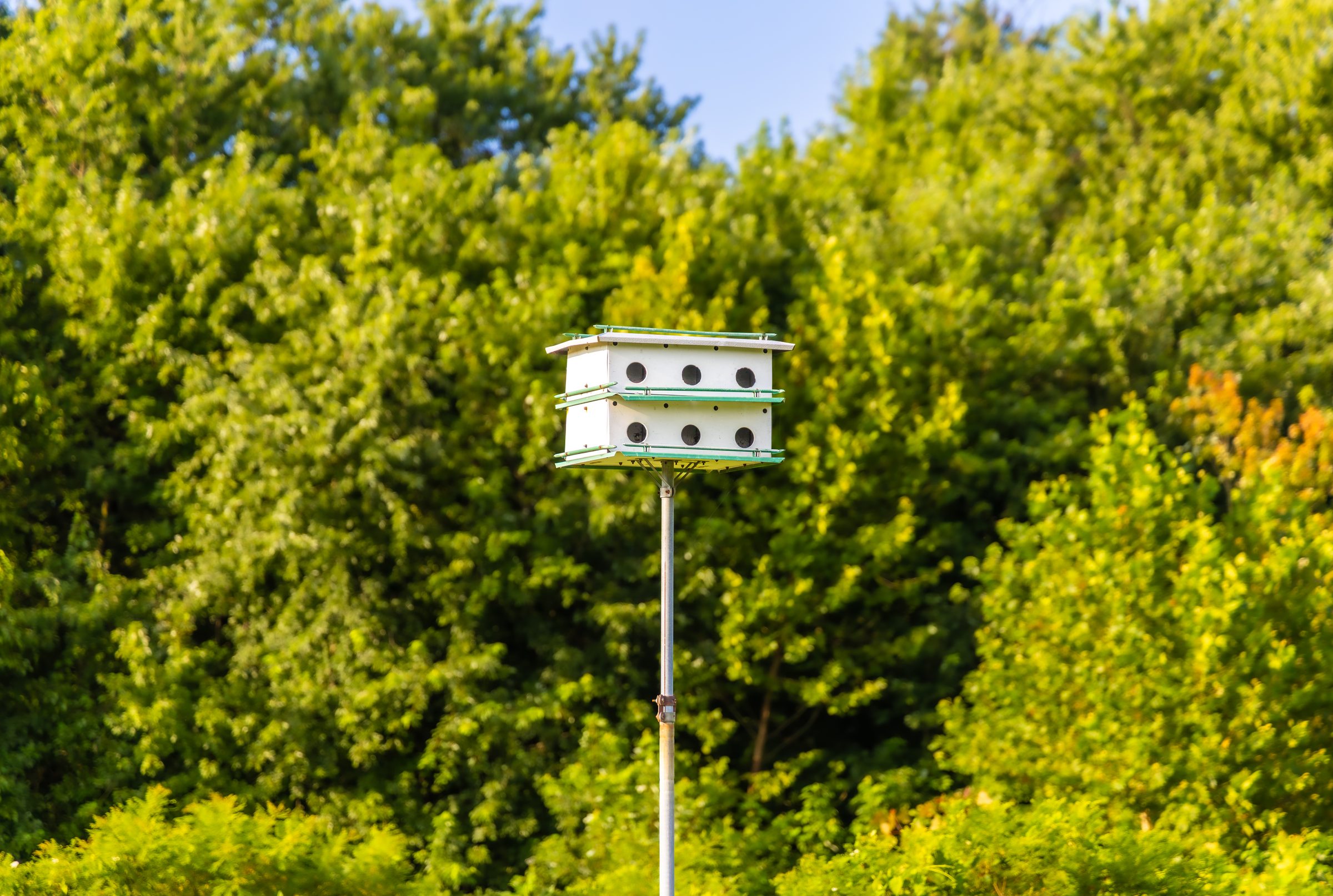 Bluebird Box Workshop