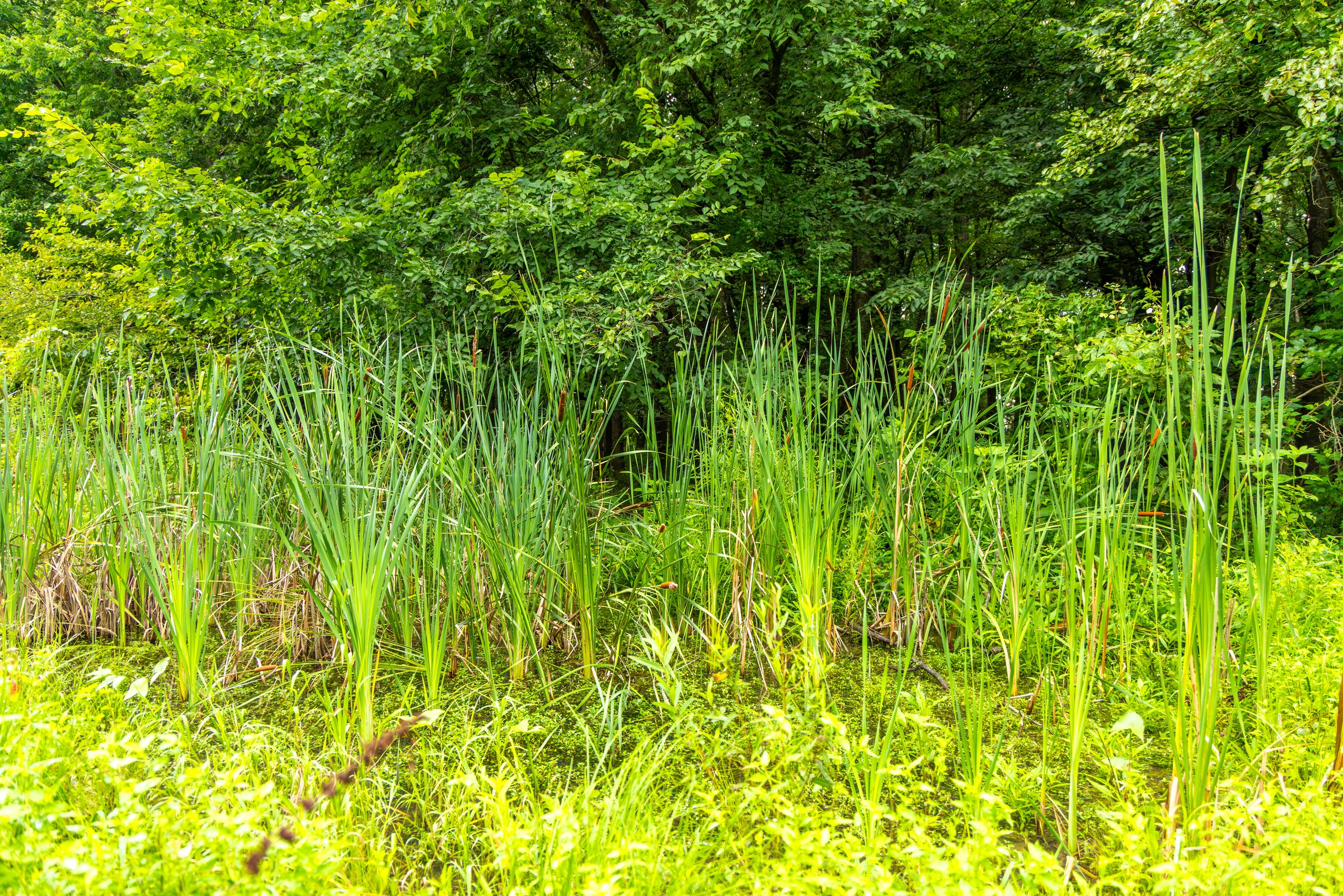Cattails and tall grasses growing in a vernal pool at the edge of the woods