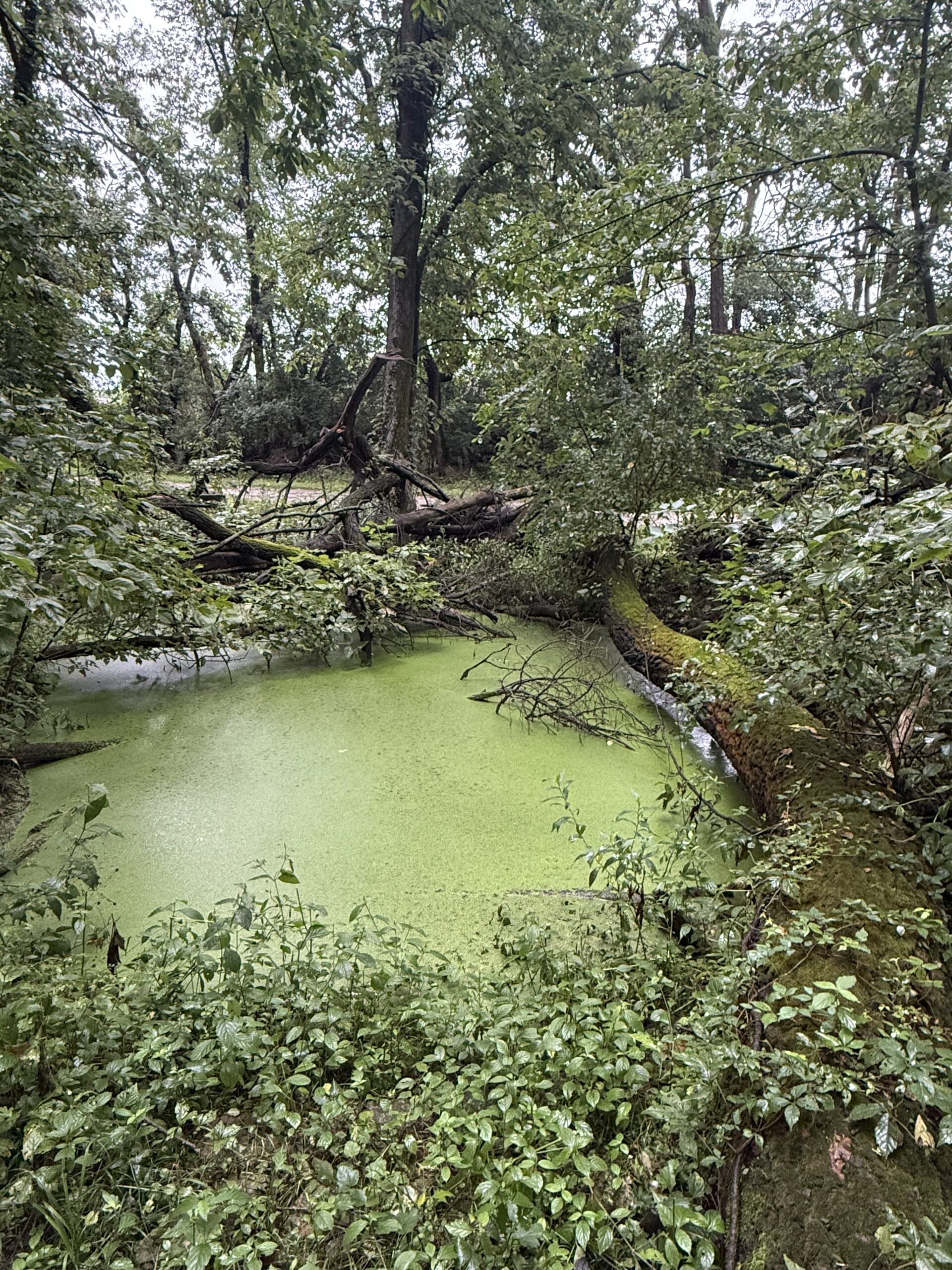 Vernal Pool Building Workshop