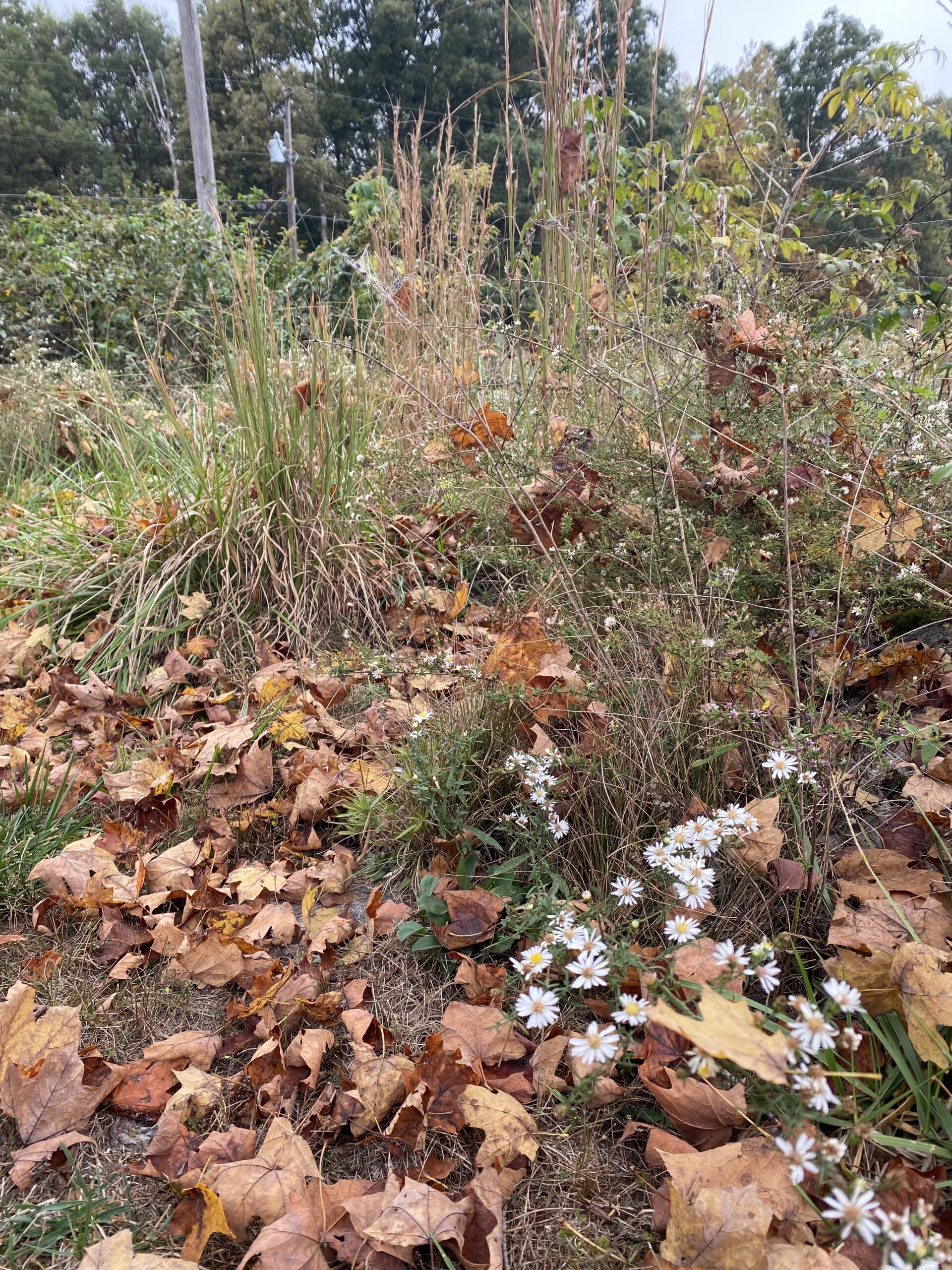 Simple Winter Habitat for Pollinators & Wildlife – Tuesday Night Talk