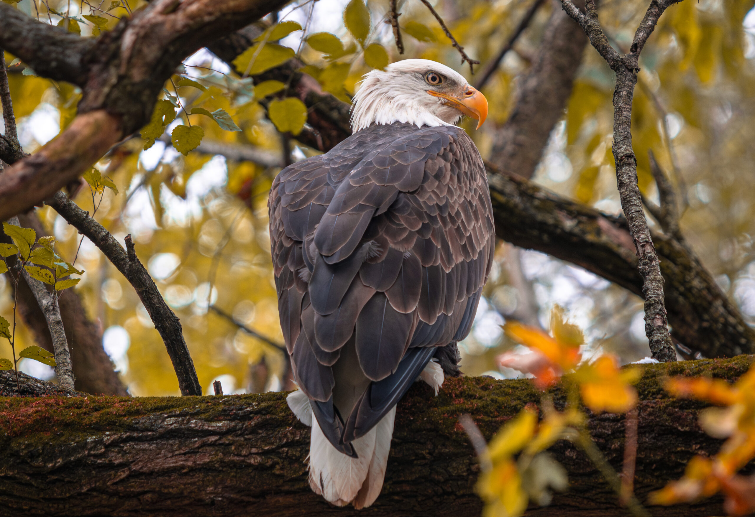 Late Fall Migration – Bird Walk