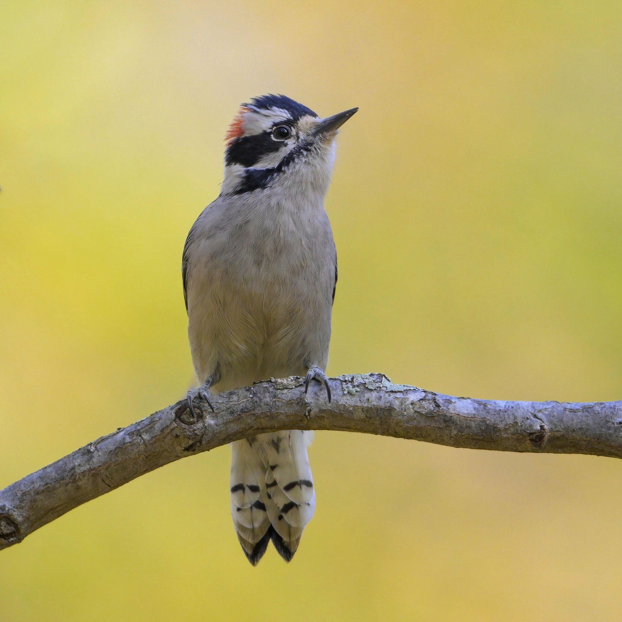 2026 Oxbow Christmas Bird Count