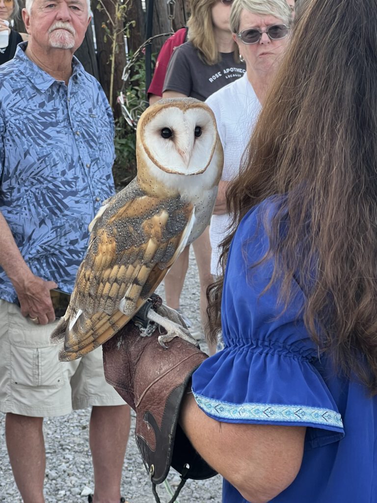 A barn owl perched on a handler's glove with festival visitors looking on